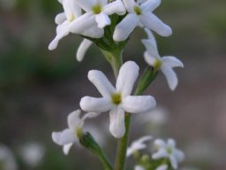 Manulea derustiana maybe