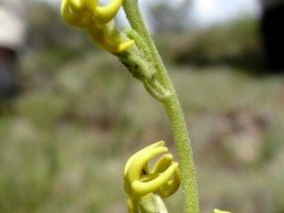 Manulea platystigma