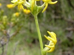 Manulea platystigma