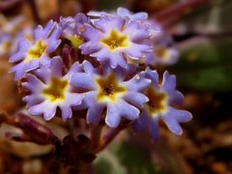 Manulea silenoides flowers