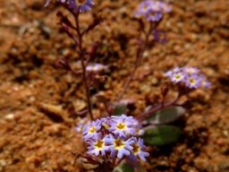 Manulea silenoides