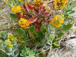 Manulea tomentosa