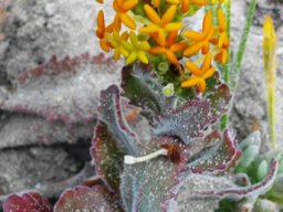Manulea tomentosa flowering
