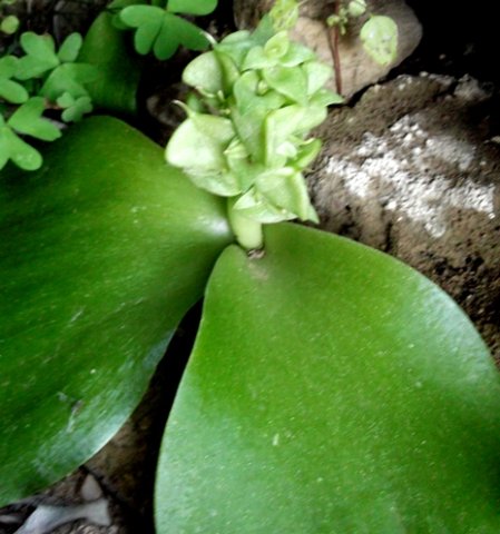 Massonia bifolia