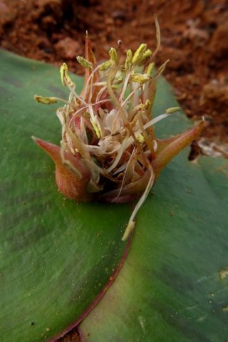 Massonia depressa anthers