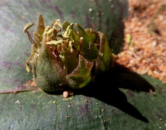 Massonia depressa coloured filaments