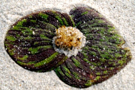 Massonia pustulata