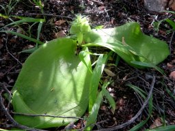 Massonia bifolia small flowering, bouncy leaves