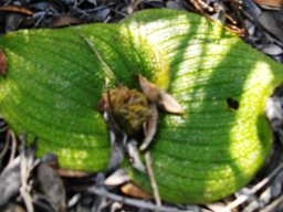 Massonia pustulata