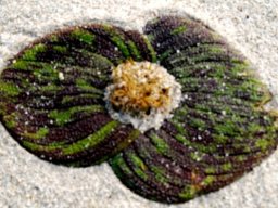Massonia pustulata