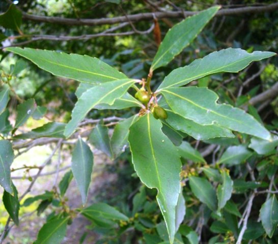 Maytenus acuminata