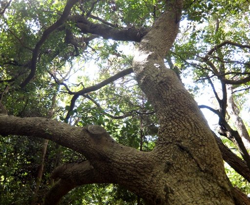 Maytenus oleoides