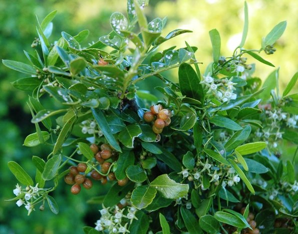 Maytenus procumbens