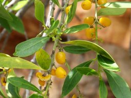 Maytenus oleoides fruit