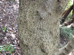 Maytenus oleoides trunk