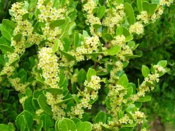 Maytenus procumbens flowering