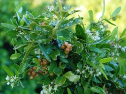 Maytenus procumbens