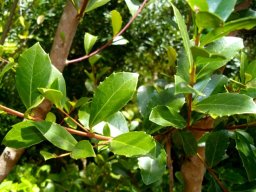 Maytenus procumbens leaves