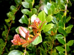 Maytenus procumbens new growth