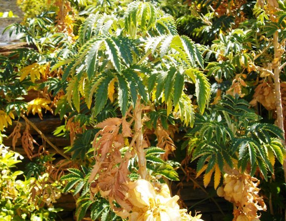 Melianthus comosus