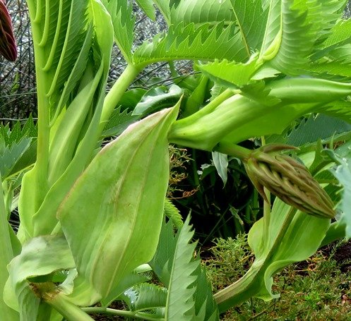 Melianthus major stipules and buds
