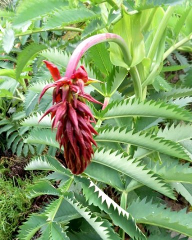 Melianthus major young inflorescence darkening