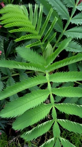 Melianthus major leaves