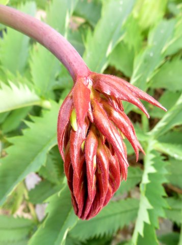 Melianthus major young inflorescence