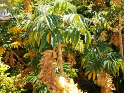 Melianthus