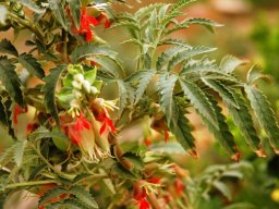 Melianthus comosus, a garden plant