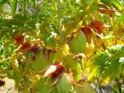 Melianthus comosus fruit