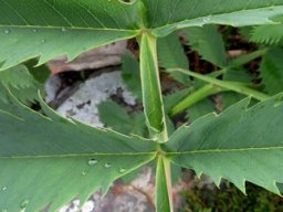 Melianthus major leaf rachis