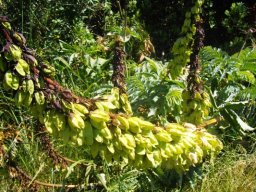 Melianthus major