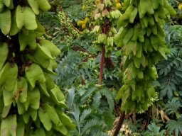 Melianthus major fruit