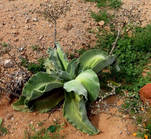 Mesembryanthemum barklyi