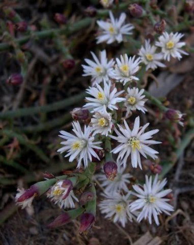 Mesembryanthemum bicorne