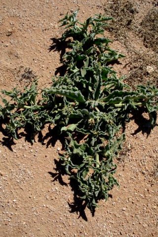 Mesembryanthemum crystallinum