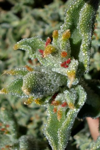 Mesembryanthemum crystallinum stem-tip