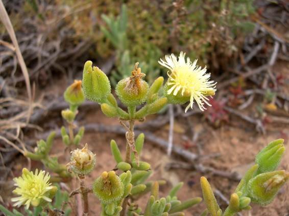Mesembryanthemum excavatum