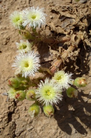 Mesembryanthemum guerichianum showing pluck