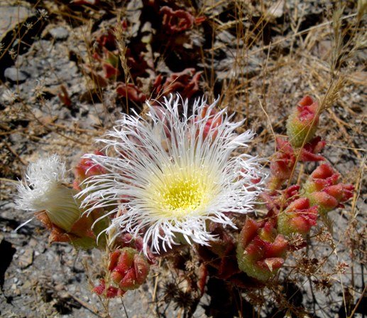 Mesembryanthemum guerichianum flower