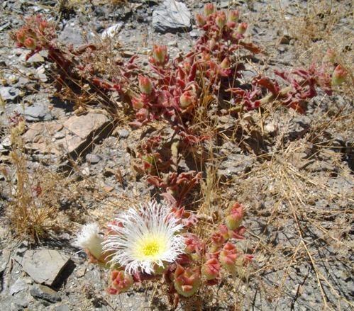 Mesembryanthemum guerichianum finding the spring weather hot