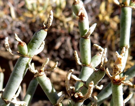 Mesembryanthemum junceum stems