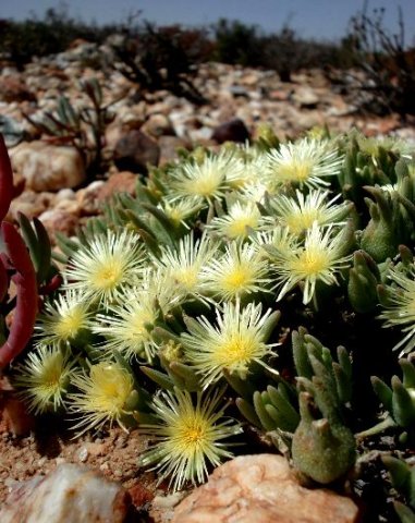 Mesembryanthemum nitidum