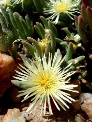 Mesembryanthemum nitidum flowers
