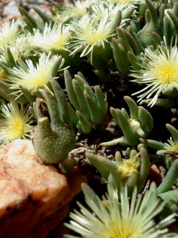 Mesembryanthemum nitidum buds and flowers