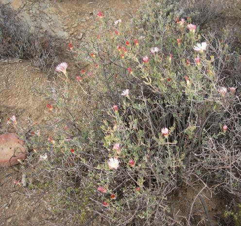 Mesembryanthemum noctiflorum