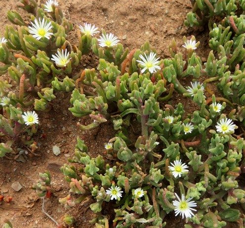 Mesembryanthemum nodiflorum