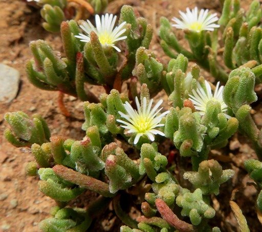 Mesembryanthemum nodiflorum flowers