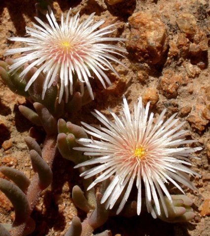 Mesembryanthemum oculatum flowers